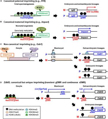 Canonical and Non-canonical Genomic Imprinting in Rodents